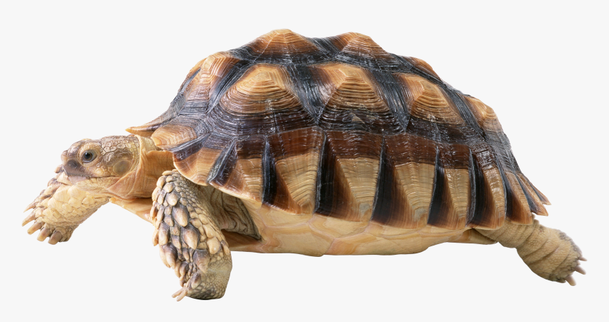 Turtle Png - Aquarium Decorations Png, Transparent Png