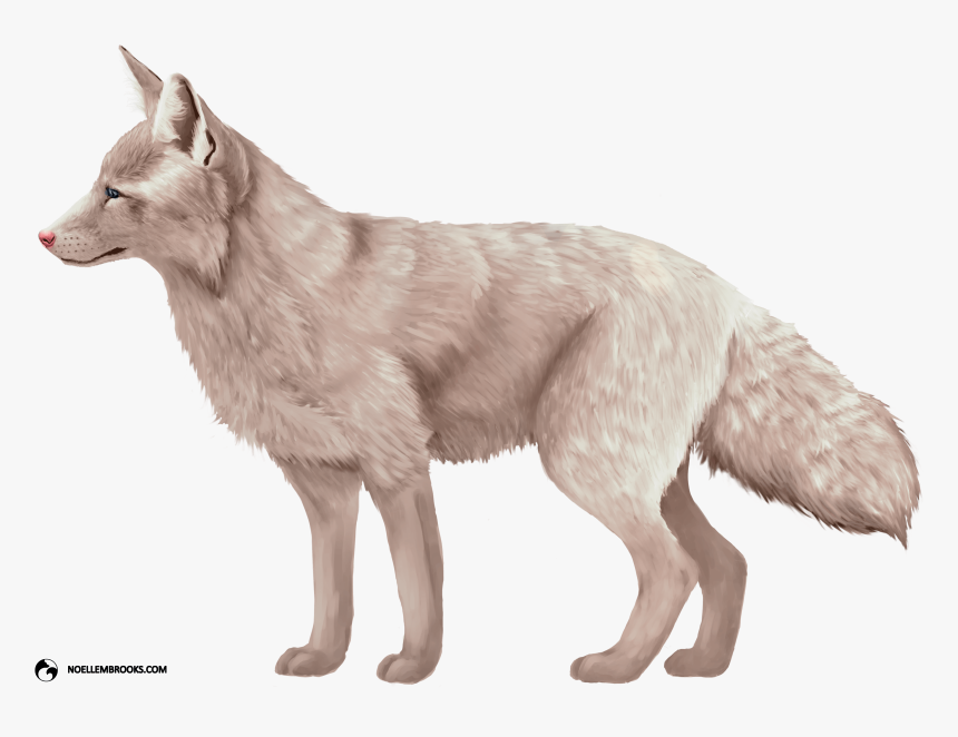 Colors Of A Fox, HD Png Download