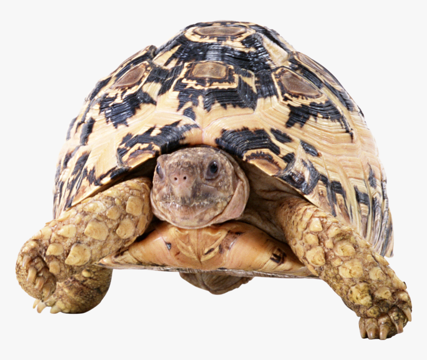 24711 - Turtle Front Png, Transparent Png