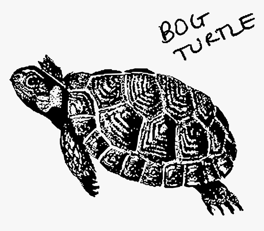 Bog Turtle Clip Arts - Black And White Bog Turtle, HD Png Download