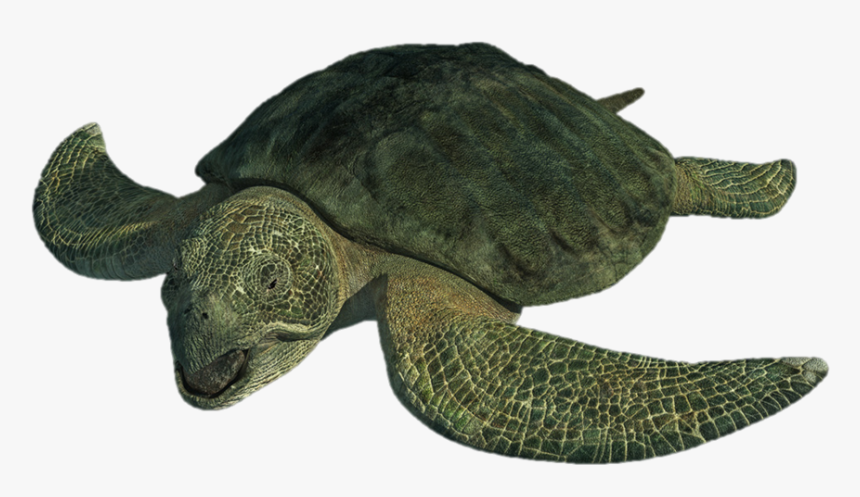 Turtle Png Download Image - Protostega Turtle, Transparent Png