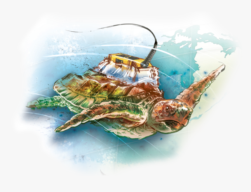 A Tag Was Adhered To Each Turtle S Carapace Using A - Illustration, HD Png Download