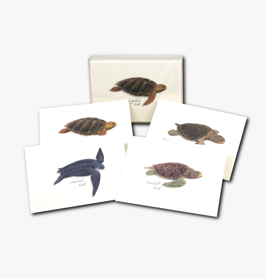 Transparent Sea Turtle Png - Leatherback Sea Turtle, Png Download
