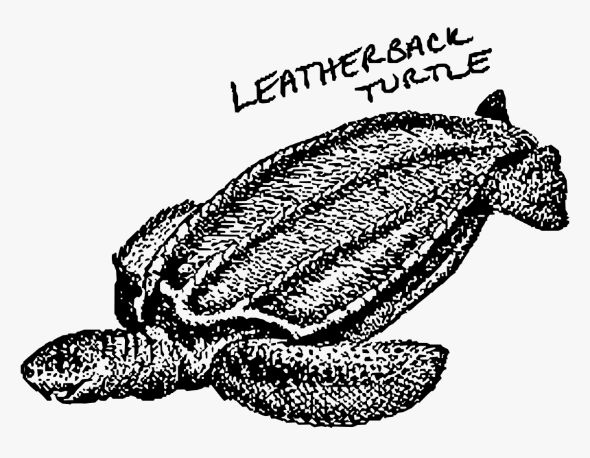 Leatherback Turtle Clip Arts - Sea Turtle Clip Art, HD Png Download