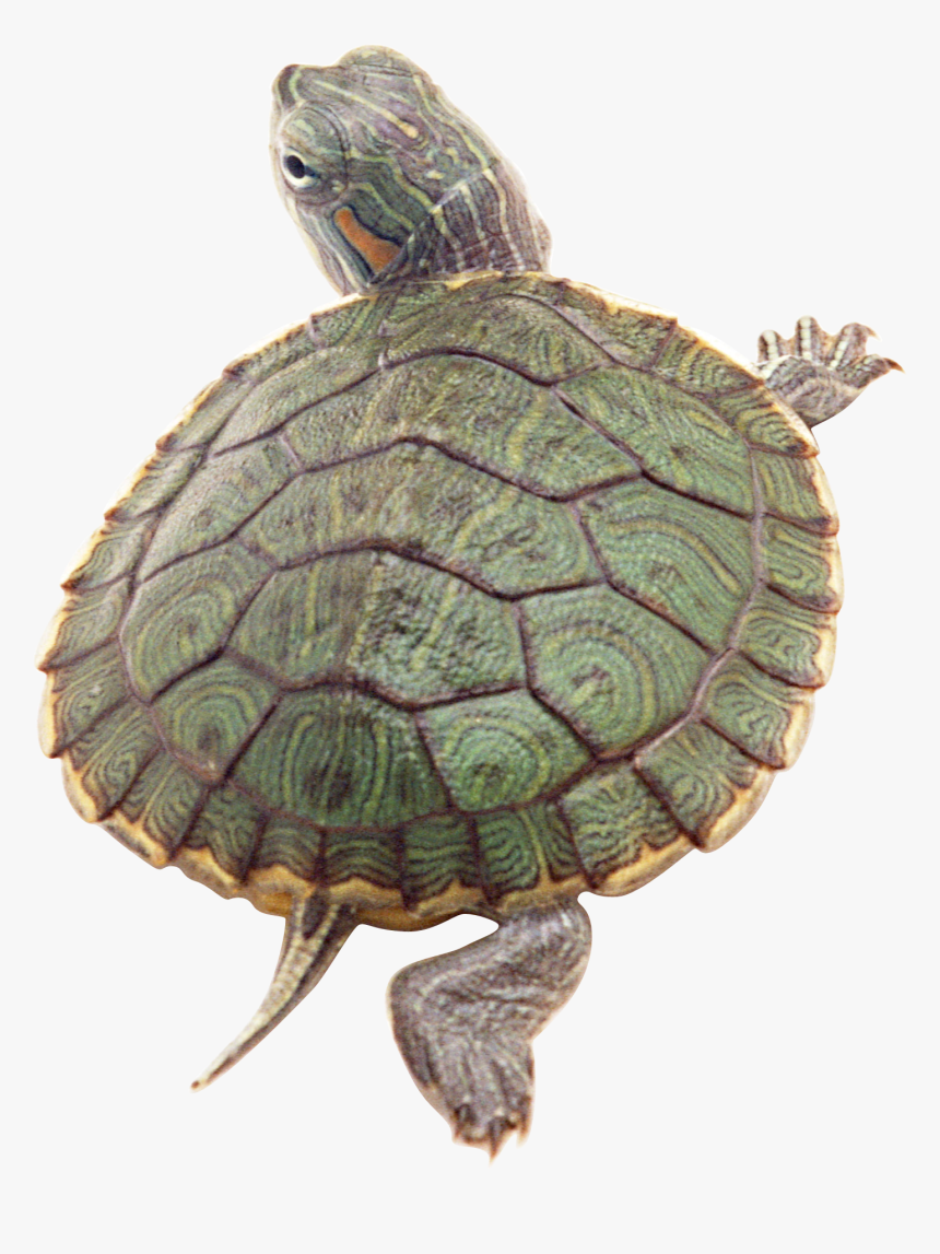 Download And Use Turtle Icon Clipart - Red Ear Box Turtle, HD Png Download