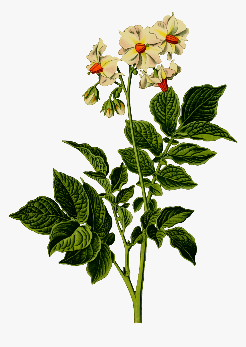 Potato Plant Clip Arts - Potato Plant With Flowers, HD Png Download