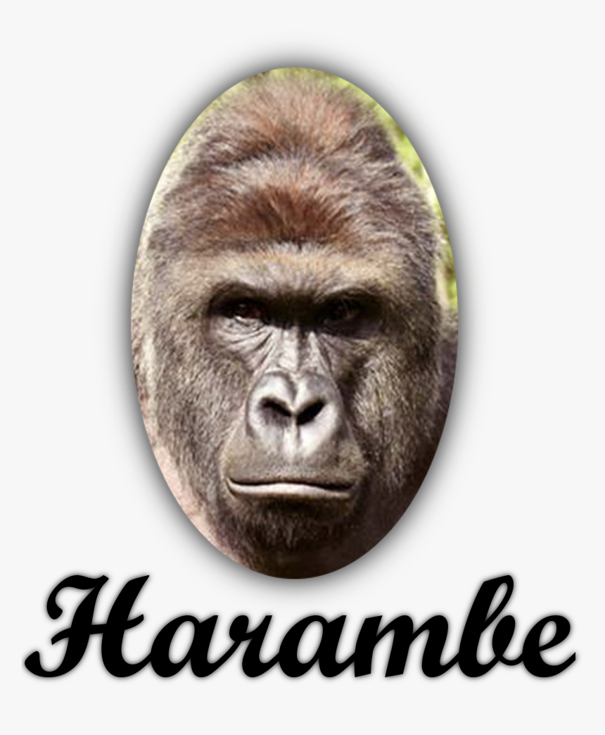 Harambism On Twitter - Lenovo 4k 144hz Monitor, HD Png Download