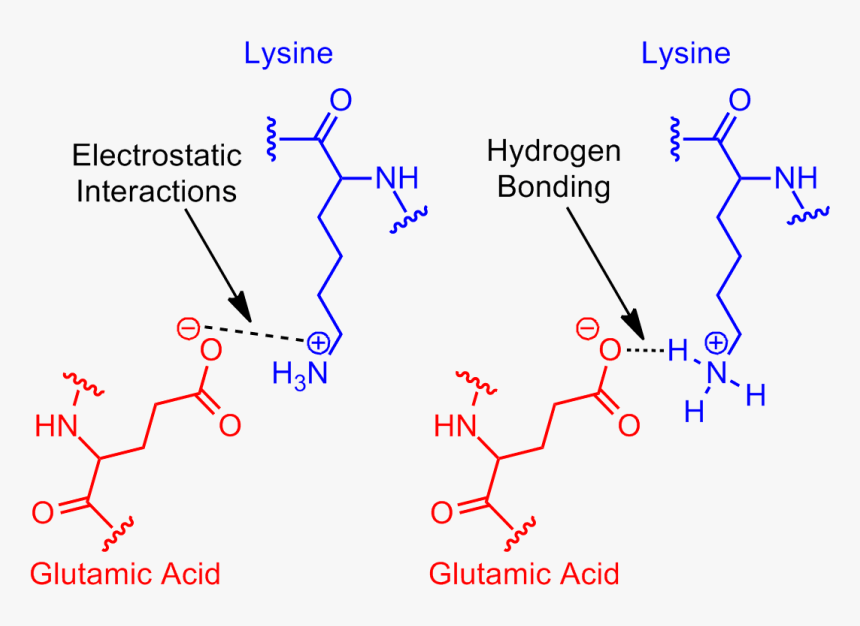 Https //upload Wikimedia Org/ Salt Bridges In Proteins, HD Png