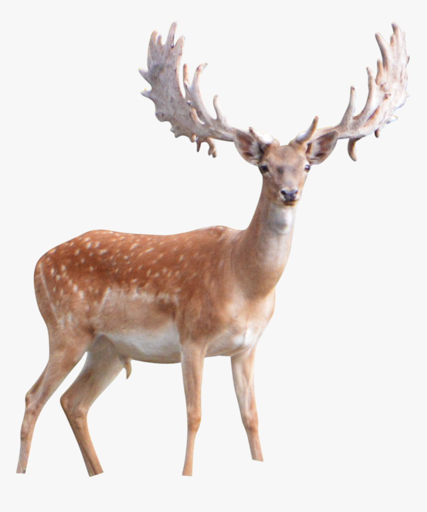 Download Deer Png Image - Deer Png, Transparent Png