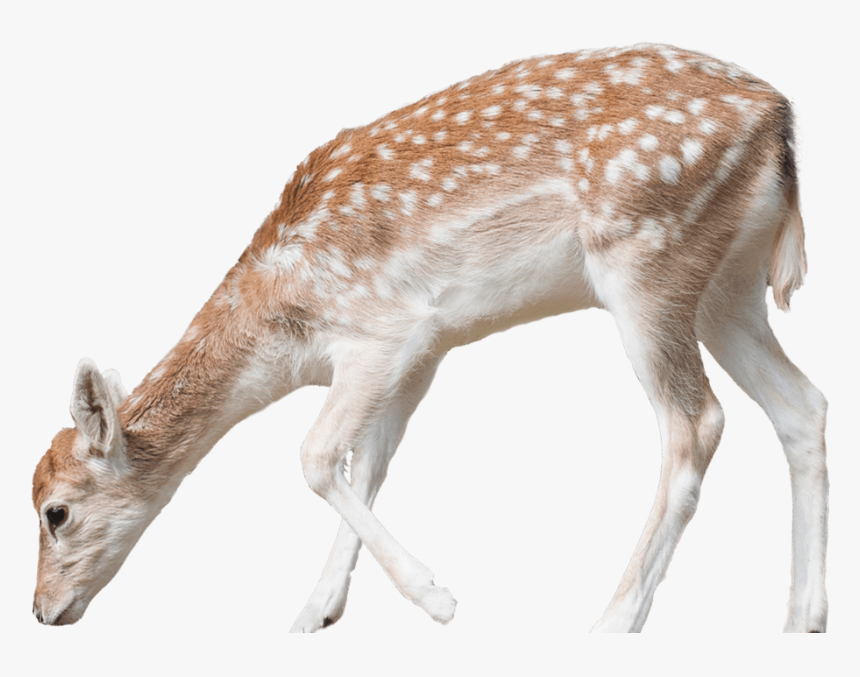Deer Png Free Pic - Deer Png, Transparent Png