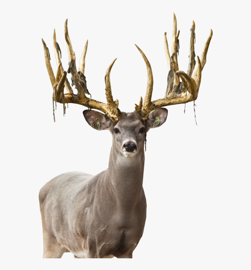 Deer Png Free Image Download - Elk, Transparent Png