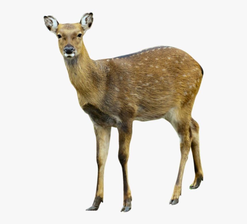 Download This High Resolution Deer Png Clipart - White Footed Mice Food Chain, Transparent Png