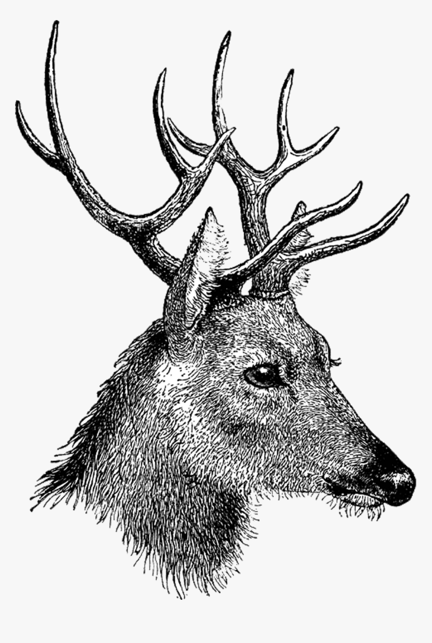Vintage Deer Head - Head Of Deer Drawing, HD Png Download