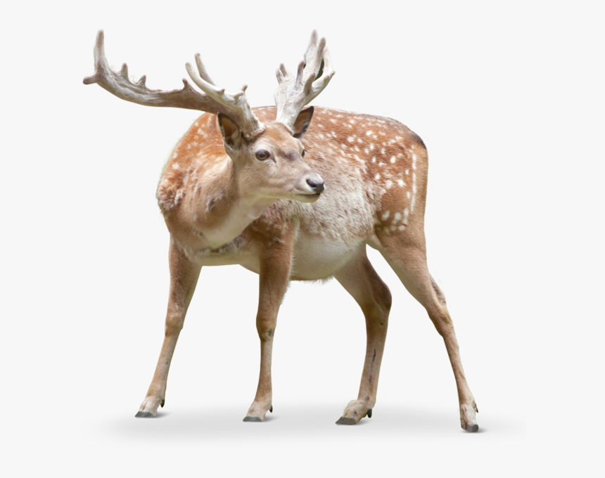 Transparent Deer Png - Antler, Png Download