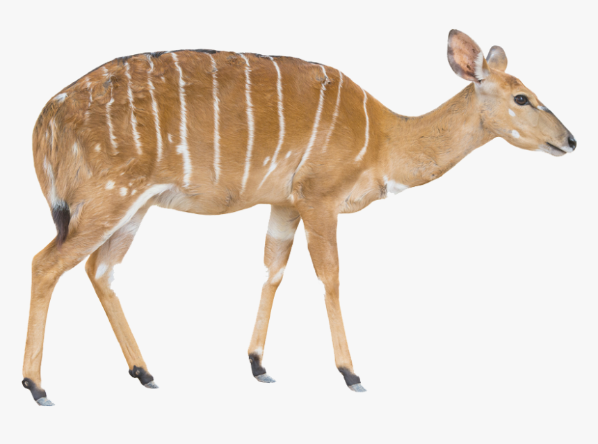 Bongo, HD Png Download