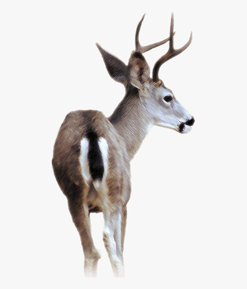 Blacktail Deer - Black Tailed Deer Transparent, HD Png Download