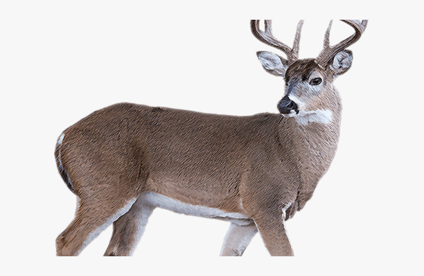 White Tailed Deer Clipart Transparent Background - Deer, HD Png Download