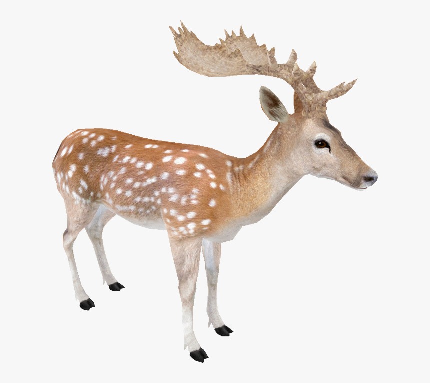 Fallow - Fallow Deer Transparent, HD Png Download