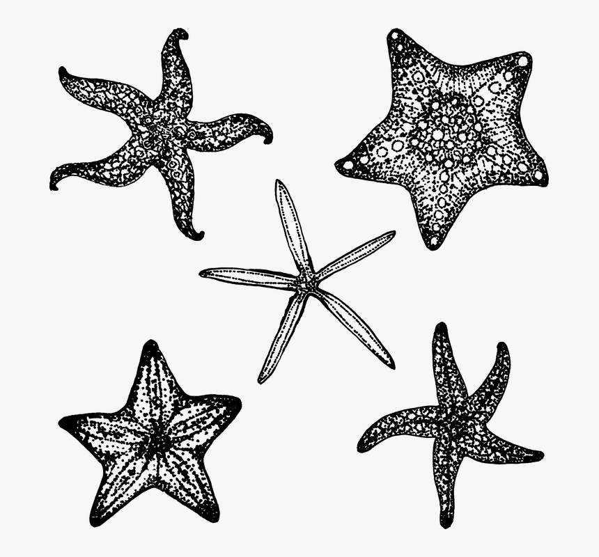 Starfish, Fish, Star, Ocean, Sea, Black, Simple, Summer - Estrella De Mar En Negro, HD Png Download