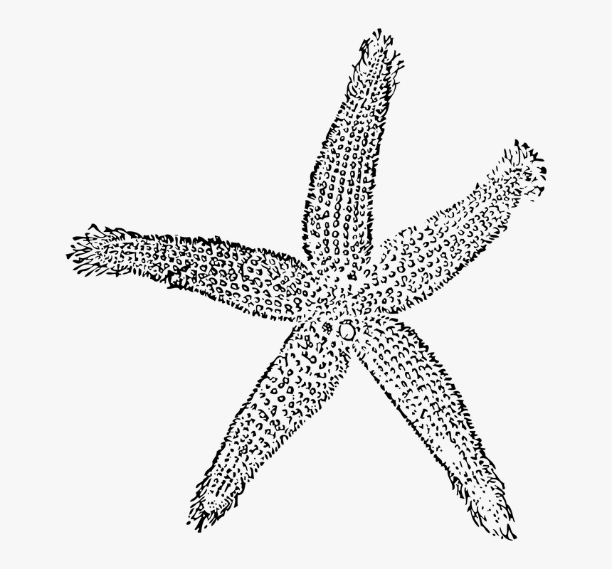 Starfish, Sea Star, Sea Life, Marine Life, Nautical - Navy Blue Starfish Clipart, HD Png Download