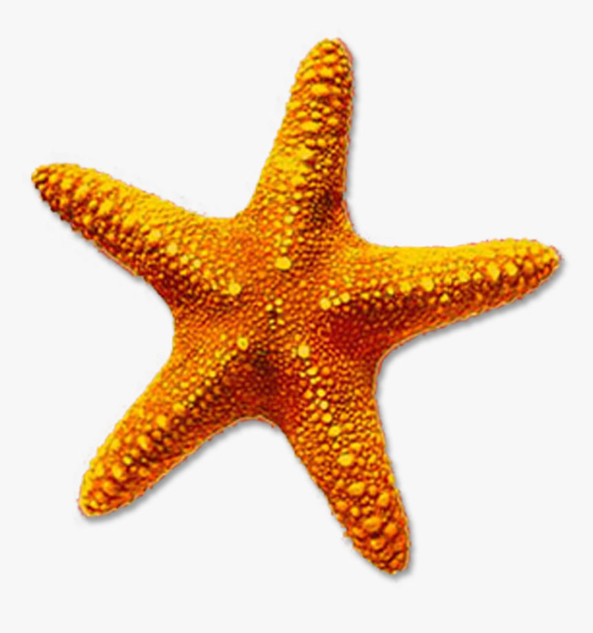 Starfish Png Free Download On Mbtskoudsalg - Starfish Transparent, Png Download