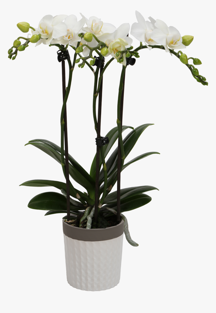 Flower - Orchids - Kolibri Orchids, HD Png Download