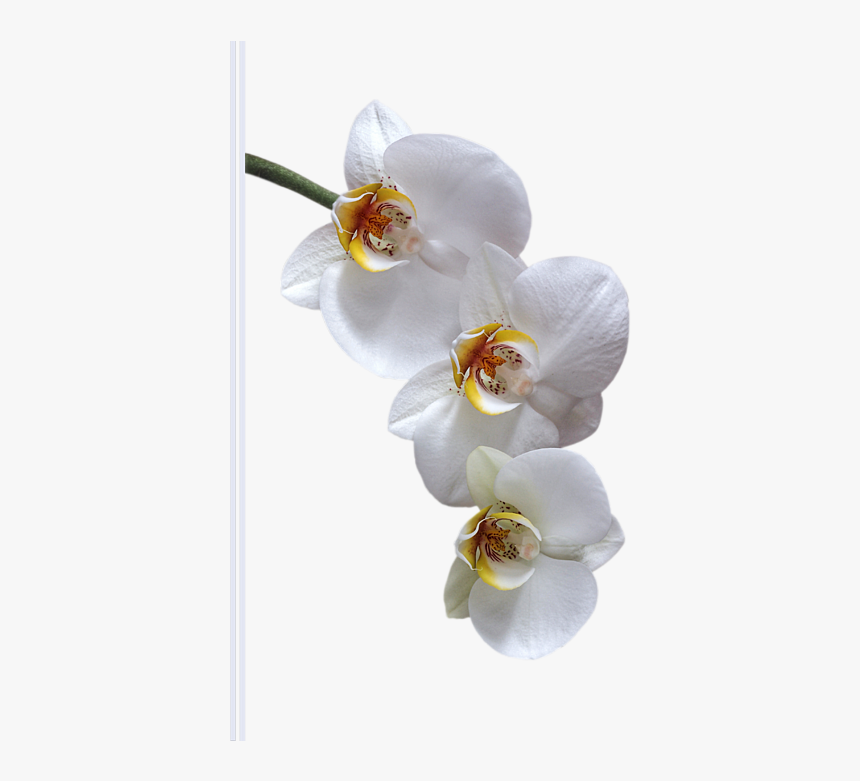Moth Orchid, HD Png Download