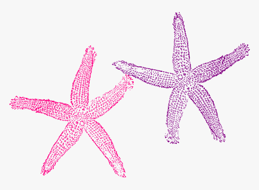 Starfish, Purple, Pink, Sea, Tropical, Beach, Creature - Starfish Clipart Blue, HD Png Download