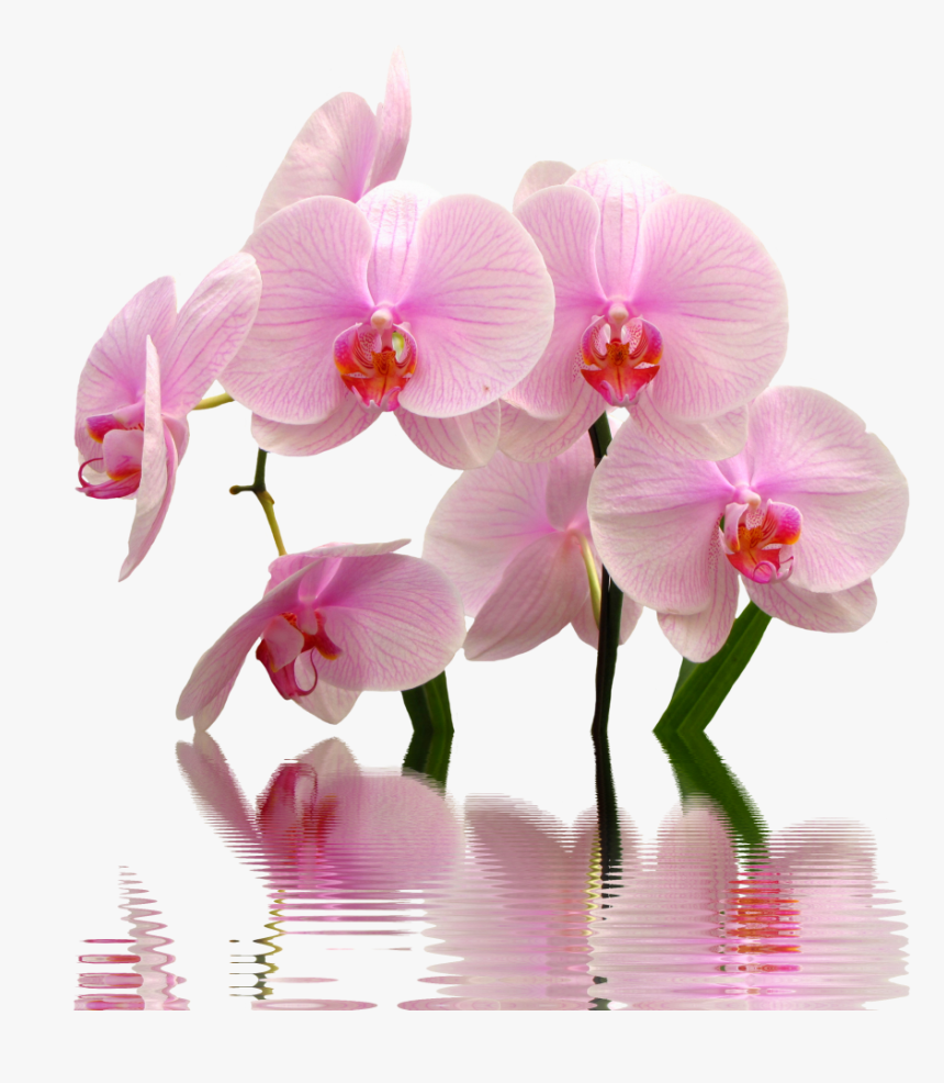 Flower,flowering Plant,moth Orchid,cut Of The Philippines,sweet - High Res Png Orchid, Transparent Png