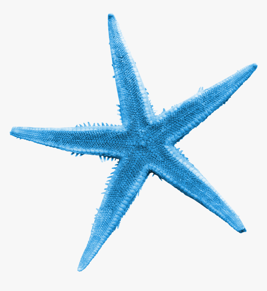 Transparent Starfish Vector Png - Starfish Transparent, Png Download