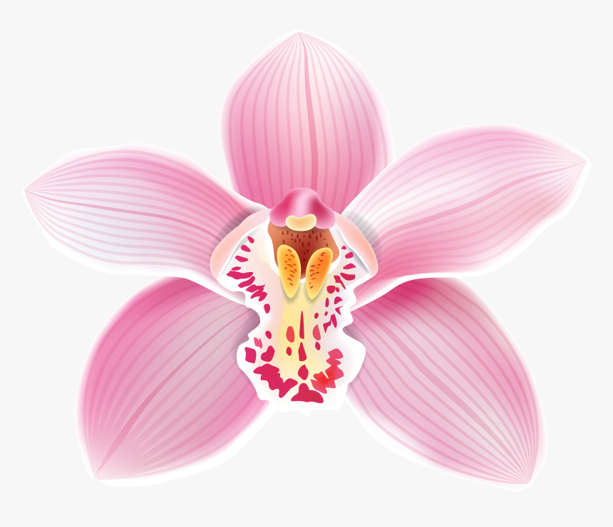 Pink Orchid Png Clipart - Orchid Clipart, Transparent Png