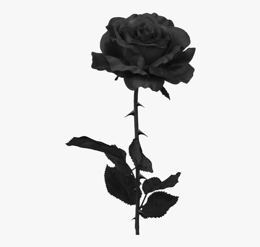 Black Rose Png, Transparent Png