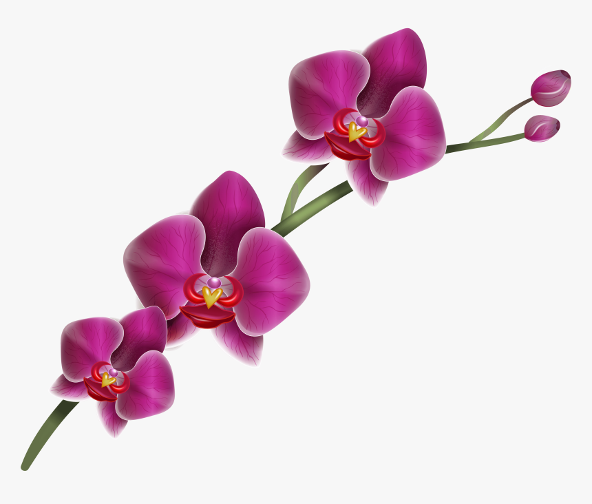 Purple Orchid Clipart Png Image - Purple Orchid Transparent Background, Png Download