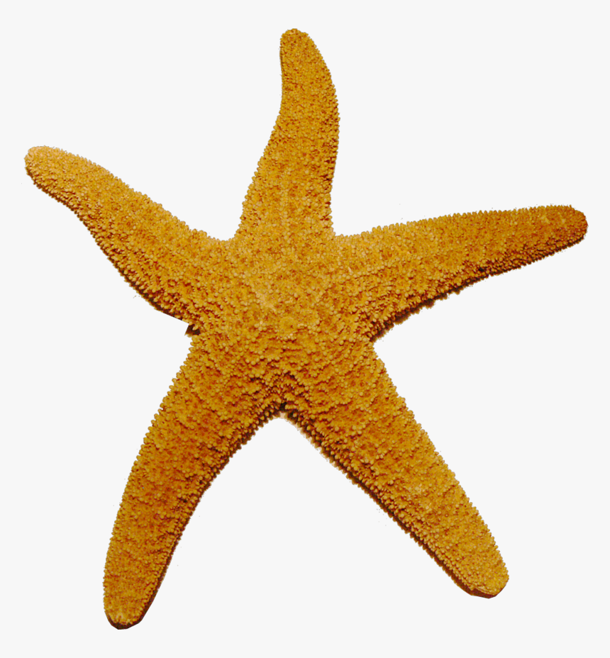 Png Transparent Images All - Starfish Transparent, Png Download