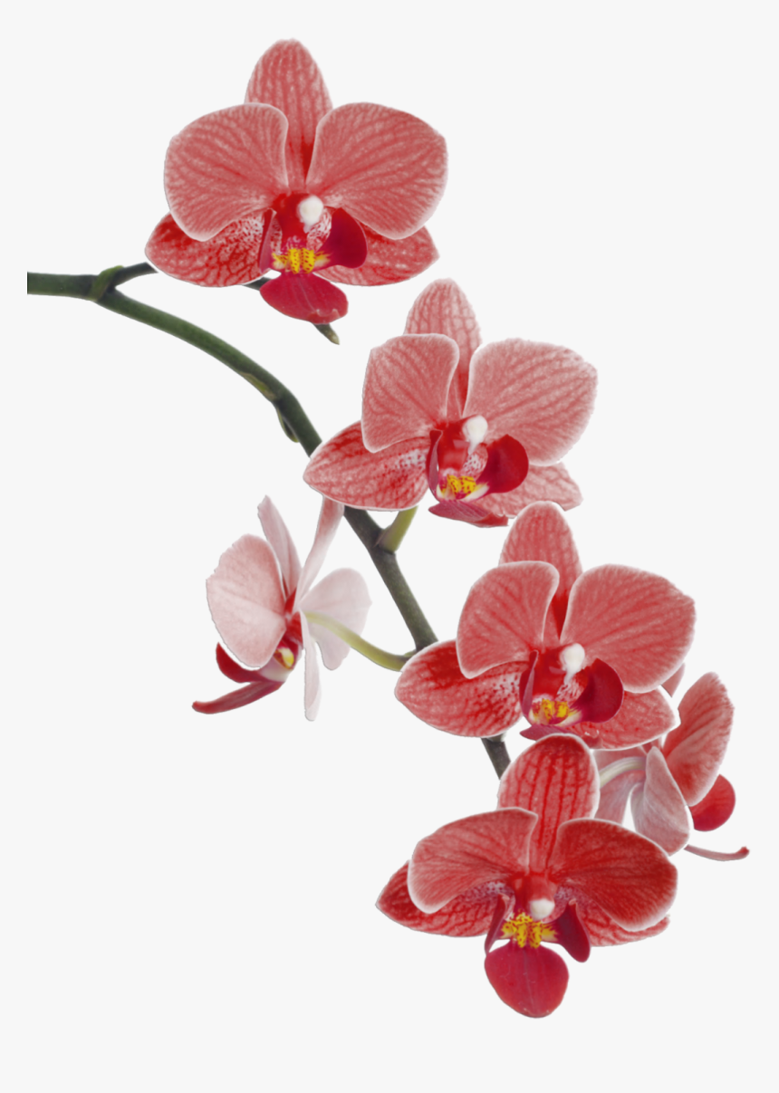 Flower Cypripedium Waling-waling Popular Orchids Orchid - Red Orchid Png, Transparent Png