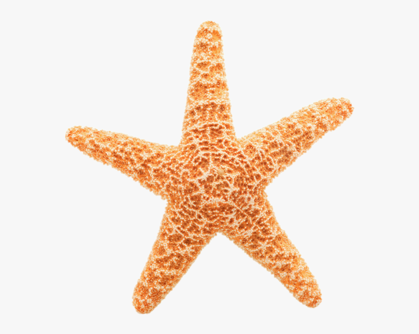 Starfish Transparent Background, HD Png Download