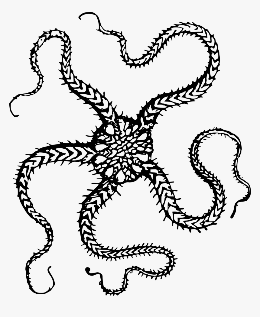 Animal Echinoderm Ocean Free Picture - Black And White Real Starfish, HD Png Download