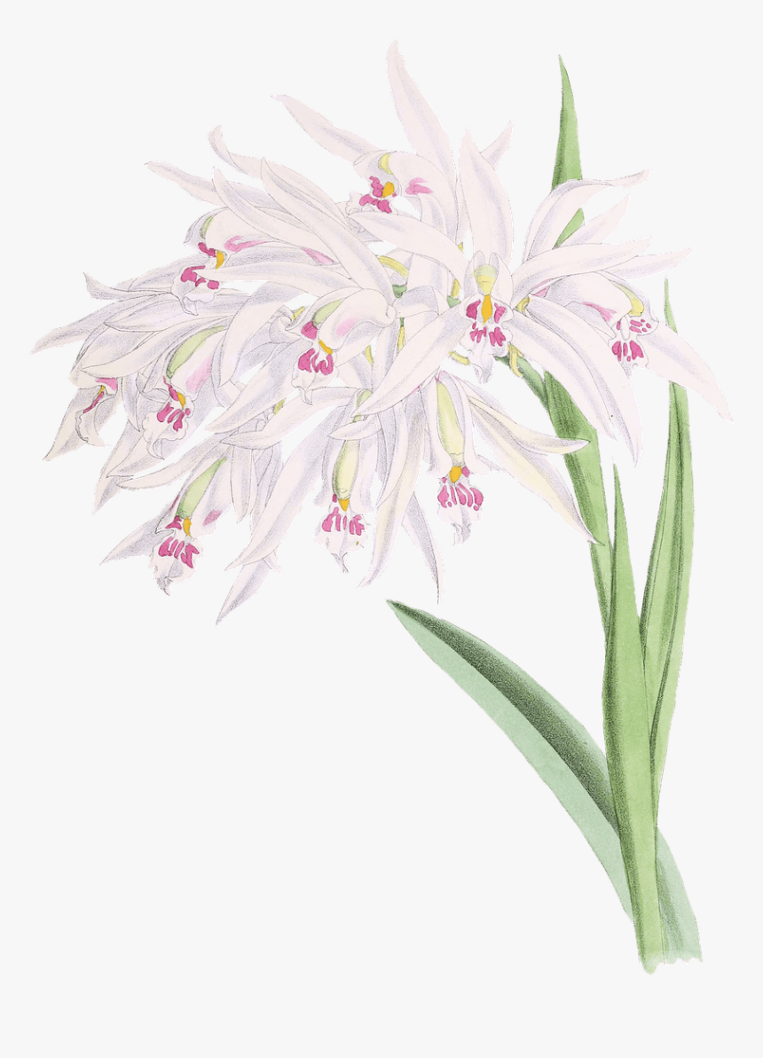 Orchids Drawing - Orchids, HD Png Download