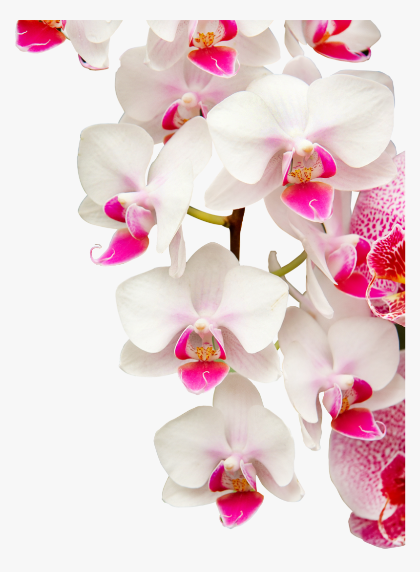 Transparent Orquidea Png - Orchids, Png Download