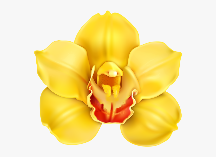 Yellow Orchid Flower Clipart, HD Png Download