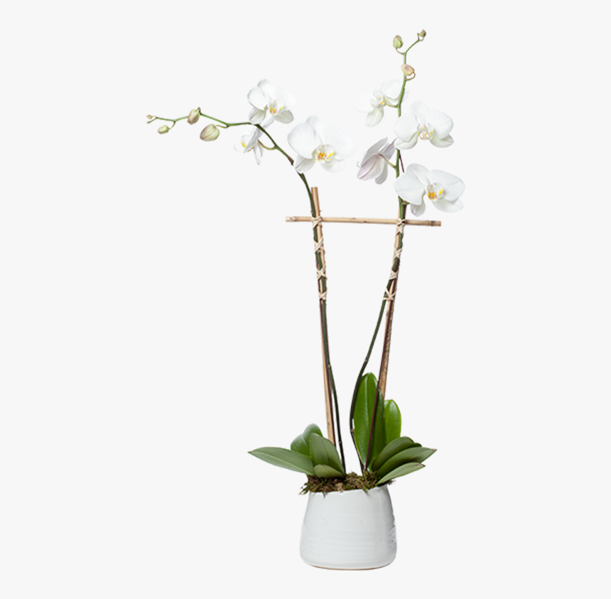 Orchid Planter Png, Transparent Png