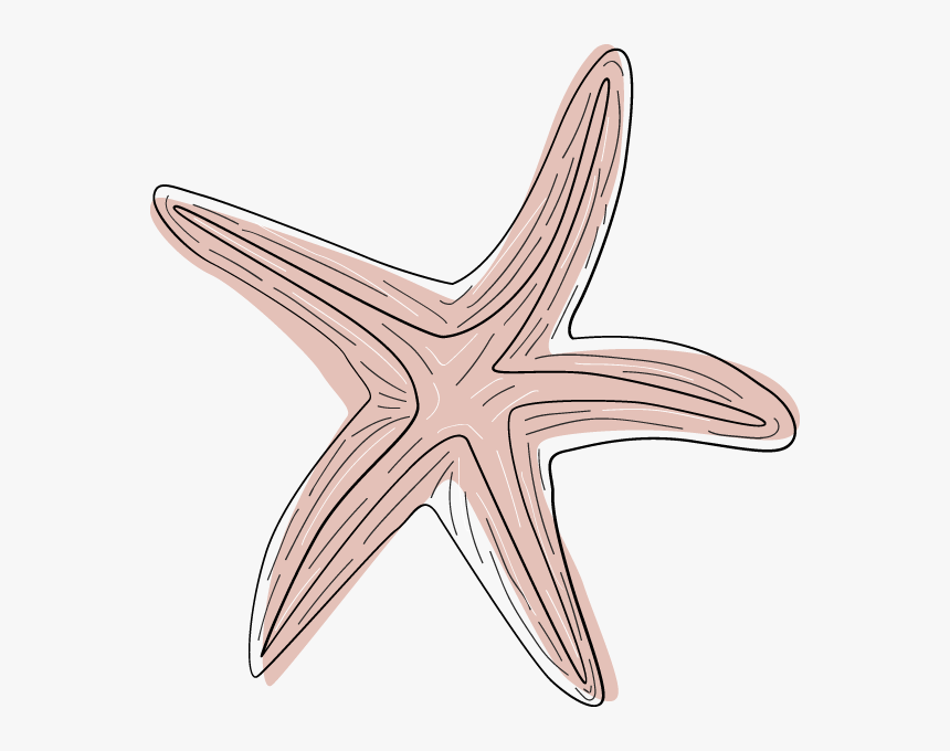 Transparent Pink Starfish Clipart - Starfish, HD Png Download