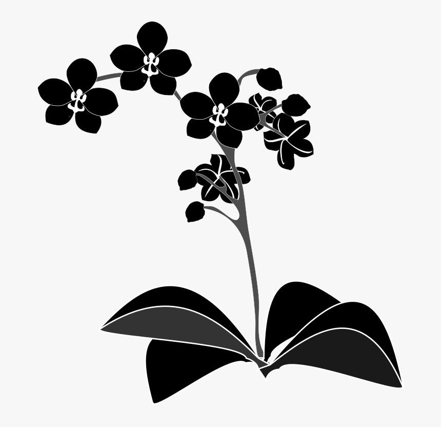 Plant,flora,leaf - Orchid Vector Png, Transparent Png