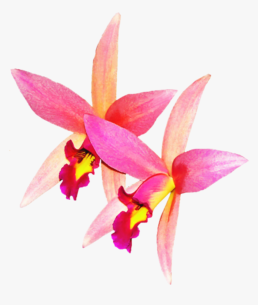 มุม ภาพ ดอก กล้วยไม้, HD Png Download