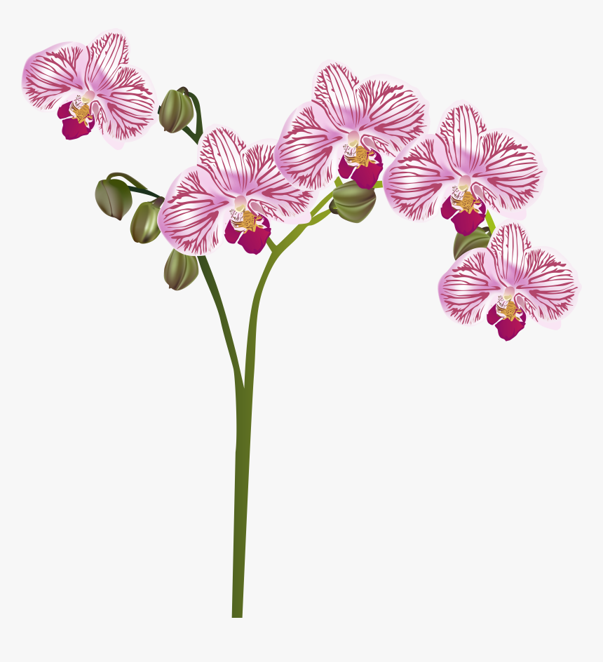 Moth-orchid - Watercolor Orchid Transparent Clipart, HD Png Download