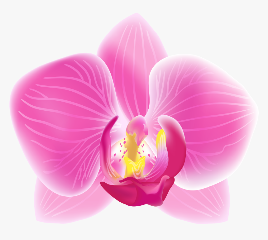 Pink Moth Transparent Png, Png Download