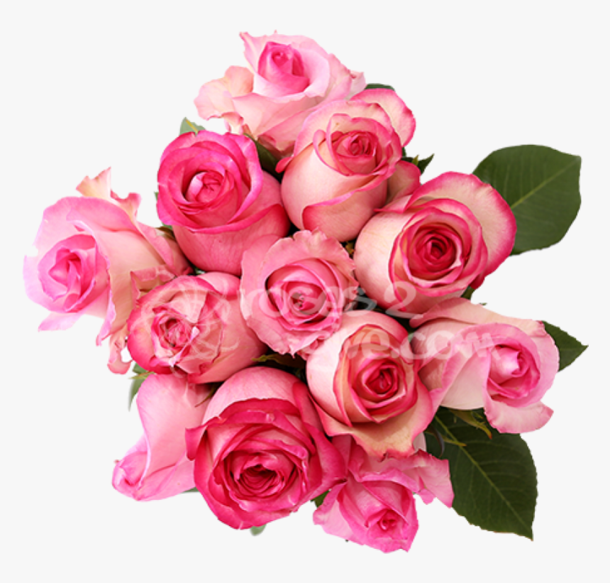Bicolor Pink 
 Title Pink, HD Png Download