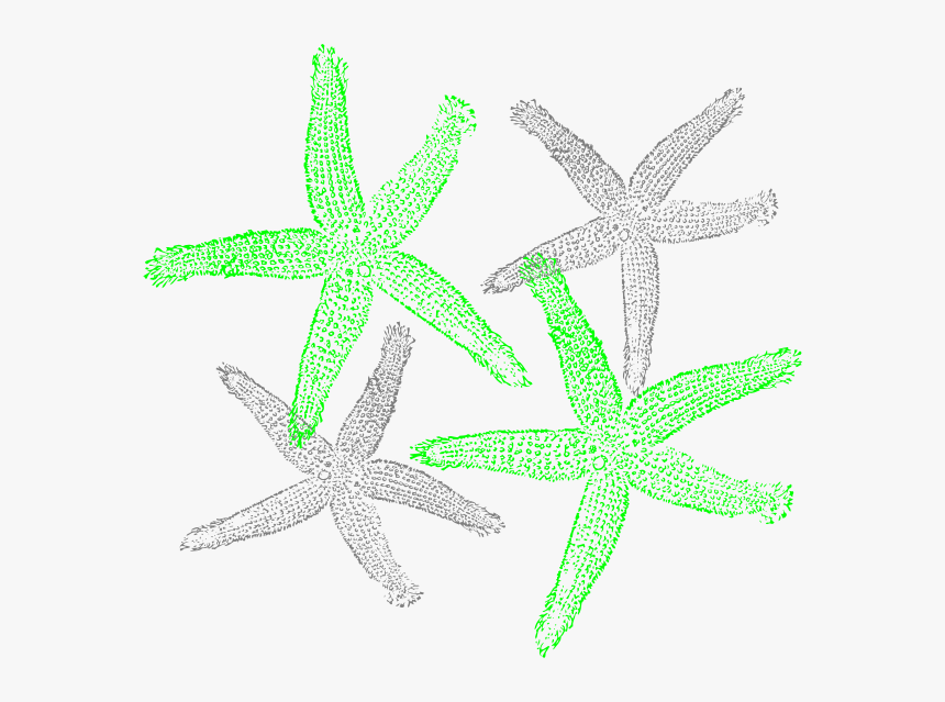 Transparent Starfish Vector Png - Fish Clip Art, Png Download
