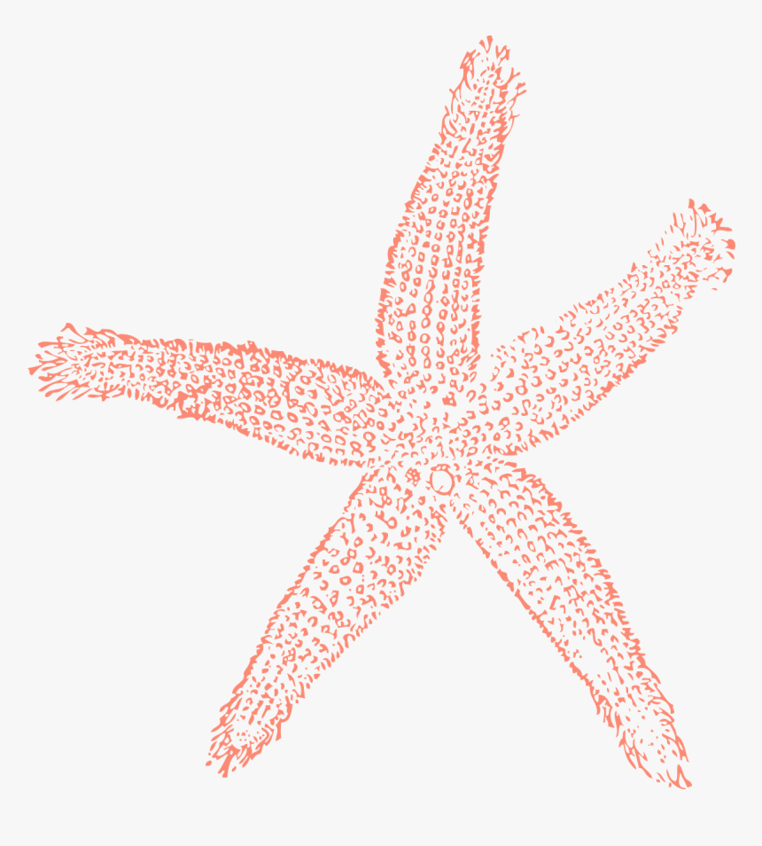 Starfish Ocean Water Free Picture - Coral Starfish Clipart, HD Png Download