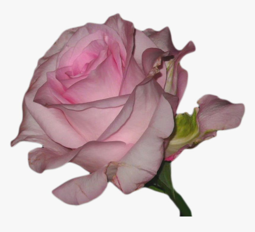 Transparent Background Pink Tumblr Png, Png Download